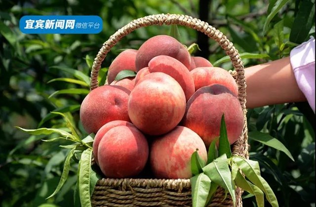 9.9元吃桃+赏花！宜宾七星山脆甜水蜜桃熟啦！离城仅10分钟……