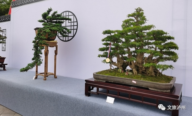 方寸展苍劲 盆中揽风华！泸州市金秋盆景展开展