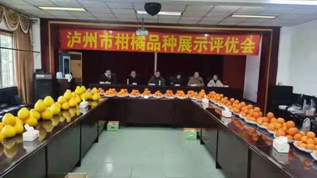 泸州市召开第二届柑橘中熟品种展示评优会
