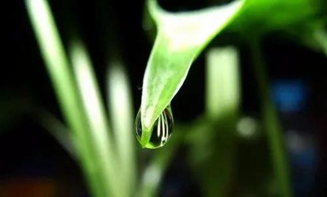 【提醒】滴水观音混入粉蒸肉,中毒!(图5) 【提醒】滴水观音混入粉蒸肉,中毒!(图5)