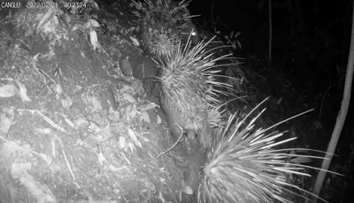 前方高萌!古蔺黄荆老林里,红外摄像机捕捉到了这些“神兽”……(图1) 前方高萌!古蔺黄荆老林里,红外摄像机捕捉到了这些“神兽”……(图1)