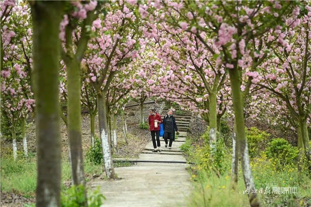 一年四季都有花赏，隆昌这个景区太安逸了！(图1)