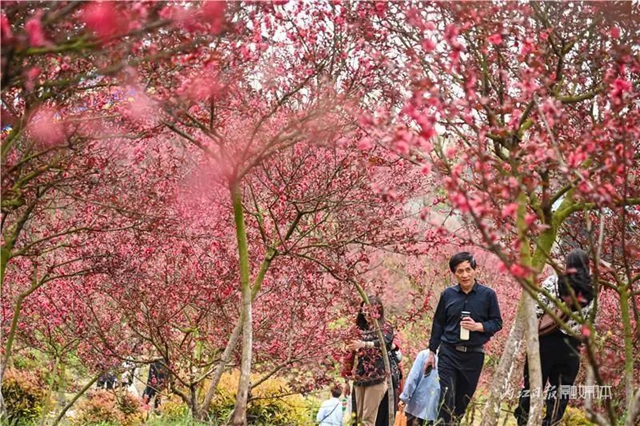 一年四季都有花赏，隆昌这个景区太安逸了！