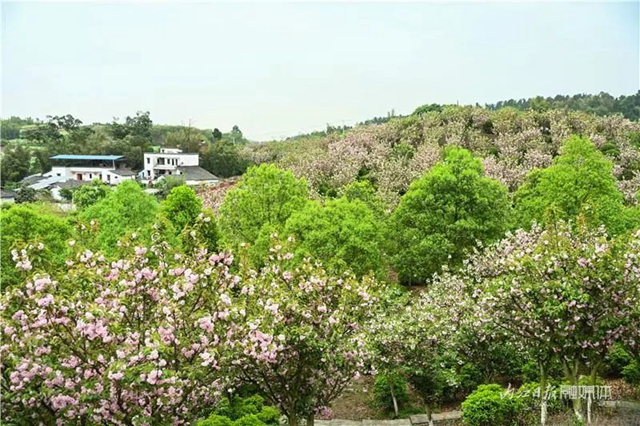 一年四季都有花赏，隆昌这个景区太安逸了！(图9)