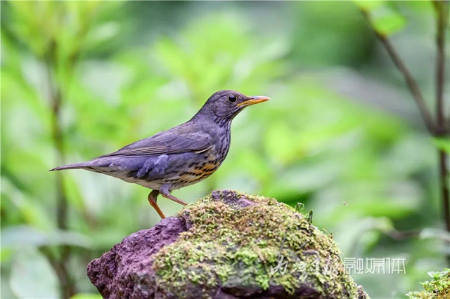 惊!它竟然也来内江了(图3) 惊!它竟然也来内江了(图3)