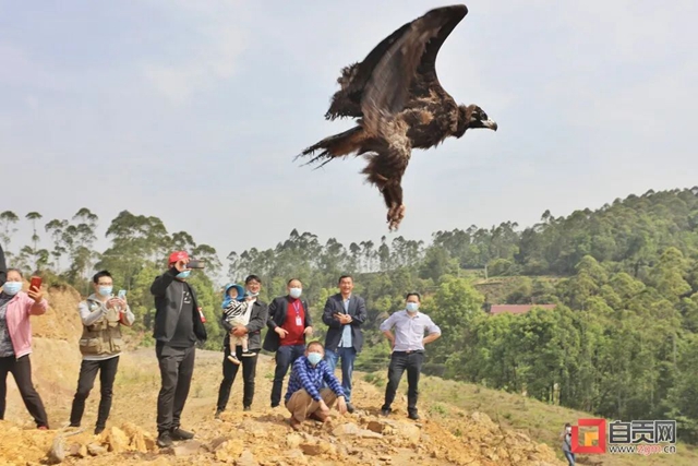 “大鸟”回家！ 自贡首次救助秃鹫并成功放飞野外(图1)