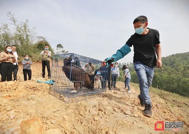 “大鸟”回家！ 自贡首次救助秃鹫并成功放飞野外(图4)