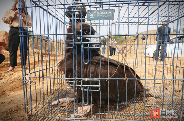 “大鸟”回家！ 自贡首次救助秃鹫并成功放飞野外(图6)