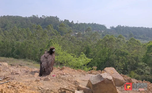 “大鸟”回家！ 自贡首次救助秃鹫并成功放飞野外(图7)