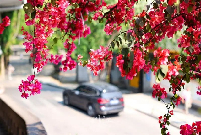 枫叶、蔷薇、三角梅、郁金香......这是热情绚烂的四月泸州(图1)