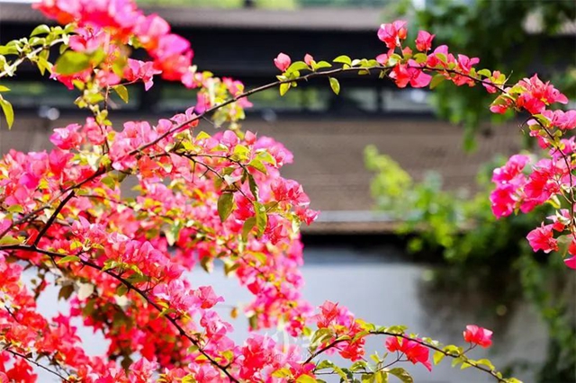 枫叶、蔷薇、三角梅、郁金香......这是热情绚烂的四月泸州(图6)