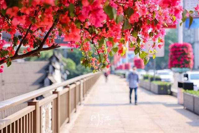 枫叶、蔷薇、三角梅、郁金香......这是热情绚烂的四月泸州(图7)