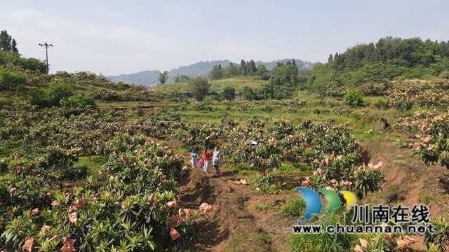 合江县白沙镇：枇杷熟了，快来尝鲜！(图1)