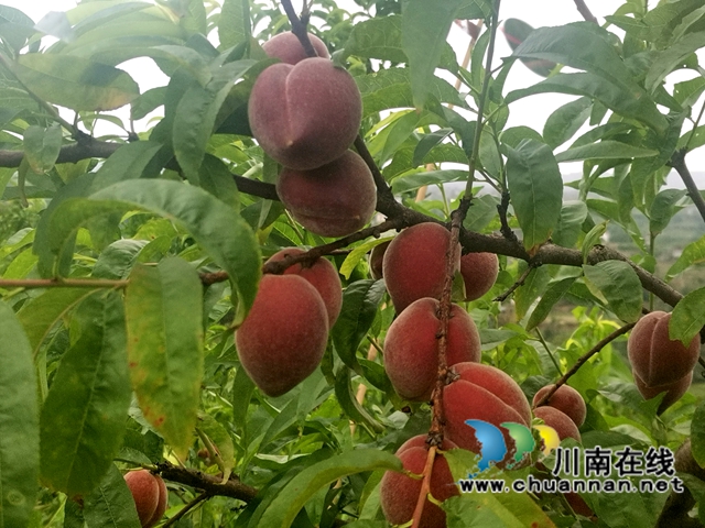 果农游客喜开怀！泸县牛滩新林观斗山桃花源的桃子成熟了
