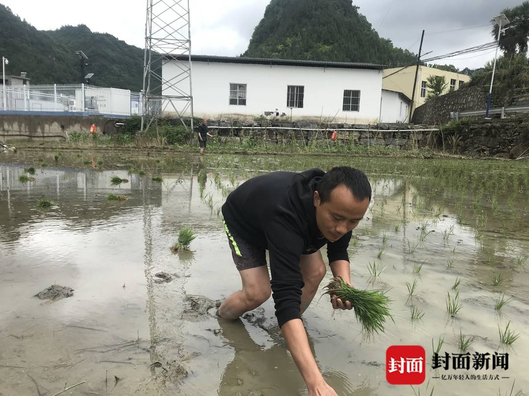 古蔺龙升村驻村第一书记冯跃平：抓药的手也能麻利插秧