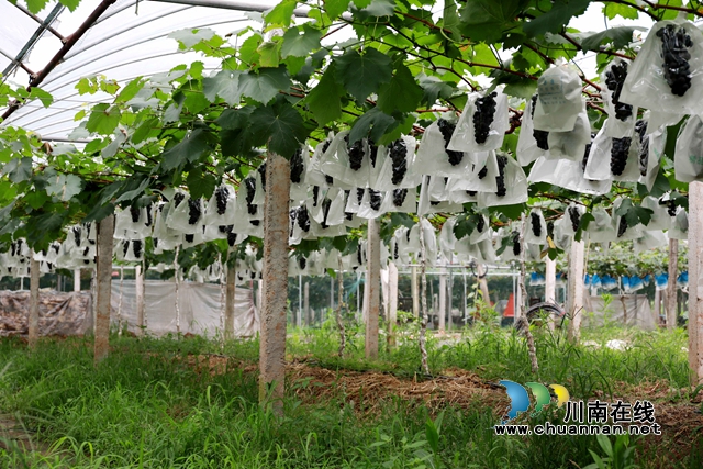 走进葡萄园，大棚内飘香四溢，一串串紫莹莹的葡萄像玛瑙，似翡翠，紫红色的果粒晶莹剔透，分外诱人。.JPG