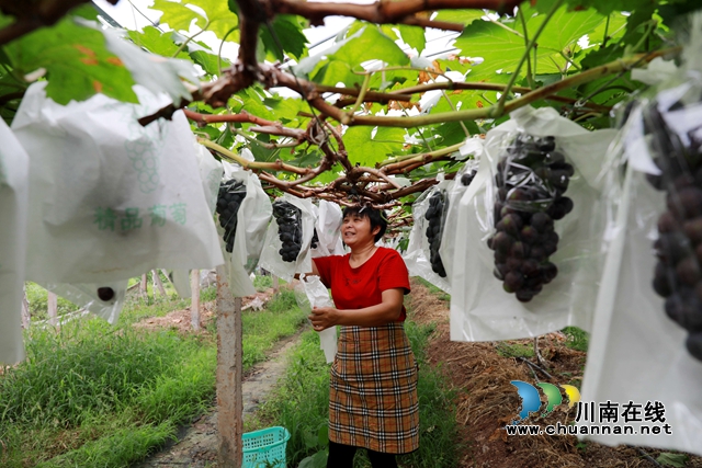 进入6月中旬，龙马潭区金龙镇曹坝村“金龙葡萄园”内的葡萄陆续成熟，目前已开放等待着群众前去体验采摘乐趣。.JPG
