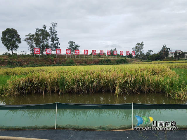 巴蜀鱼米之乡泸县玄滩示范区（曾佐然摄）.jpg