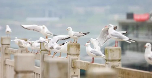 宜宾长江新图景：飞鸟与鱼在三江口浪漫邂逅