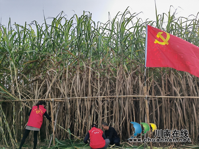 志愿者在甘蔗林体验砍甘蔗（曾佐然摄）.jpg