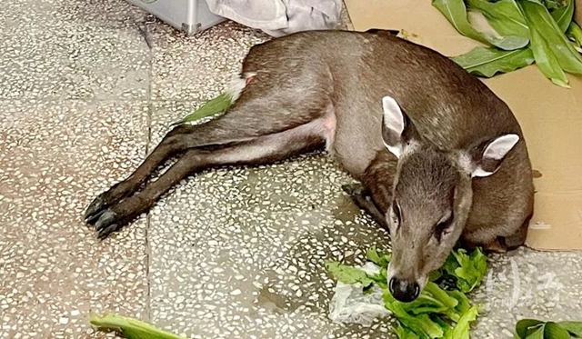 给野生动物临时的“家”！泸州首个市级野生动物收容救护点在合江成立