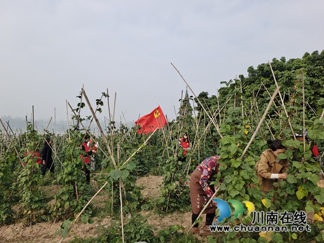 泸县海潮镇：志愿助农，红色力量暖人心