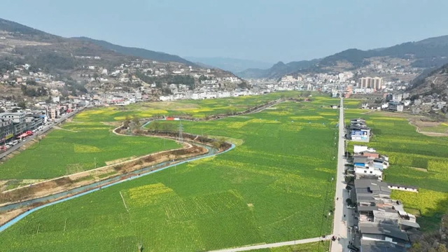 古蔺：第十四届双沙菜花旅游文化节将于3月11日开幕