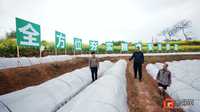 富顺：从“会种粮”到“慧种粮”