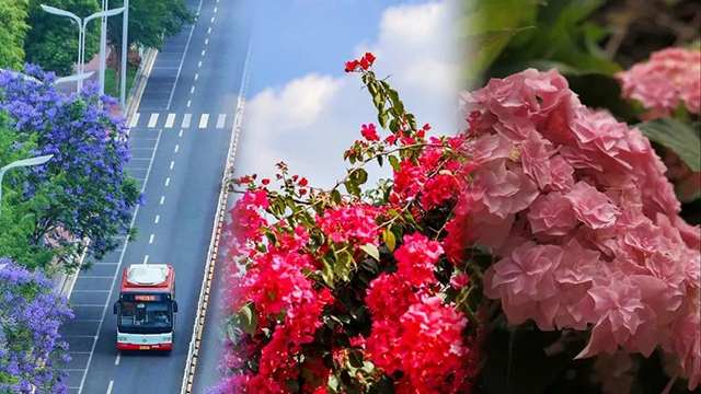 夏日限定|坐公交打卡泸州“花式”浪漫