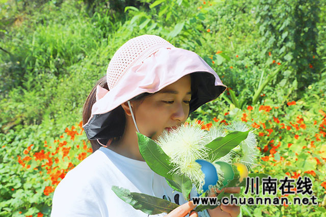 淡雅玲珑理云妆  微风摇曳蒲桃香┃泸县天兴镇蒲桃花开了