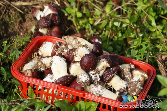 龙马潭：美味大球盖菇 吃出冬日幸福味