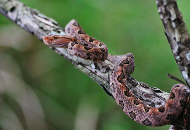 【扩散】今年首例，泸州的毒蛇已经开始咬人了！