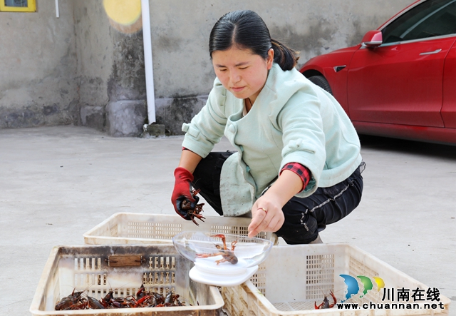一旁的院坝内，妻子章燕正忙着将刚打捞上来的小龙虾按照个头大小进行分拣打包。 (2).JPG