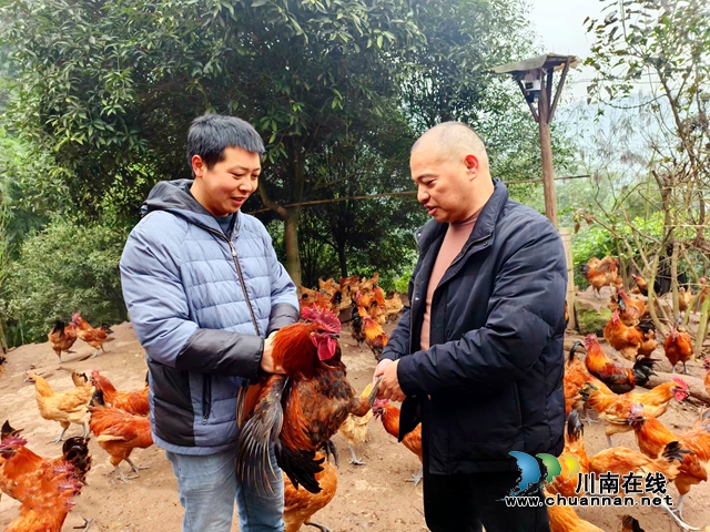 纳溪新乐镇龙蟠村：种养并举“竹”就生态致富路(图2)