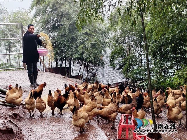 纳溪新乐镇龙蟠村：种养并举“竹”就生态致富路(图1)