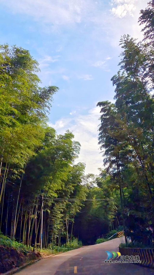 纳溪新乐镇龙蟠村：种养并举“竹”就生态致富路(图3)