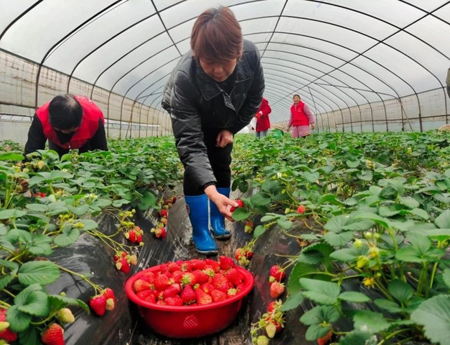 草莓飘香引客来，纳溪区“甜蜜产业”助力乡村振兴