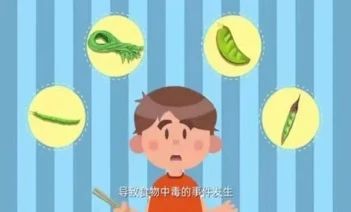 四季豆不能这样吃，小心中毒！