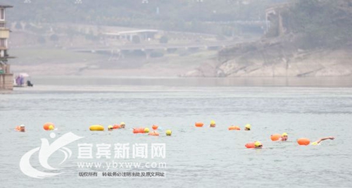 宜宾：元旦 全国1600名冬泳爱好者将横渡三江(图1)