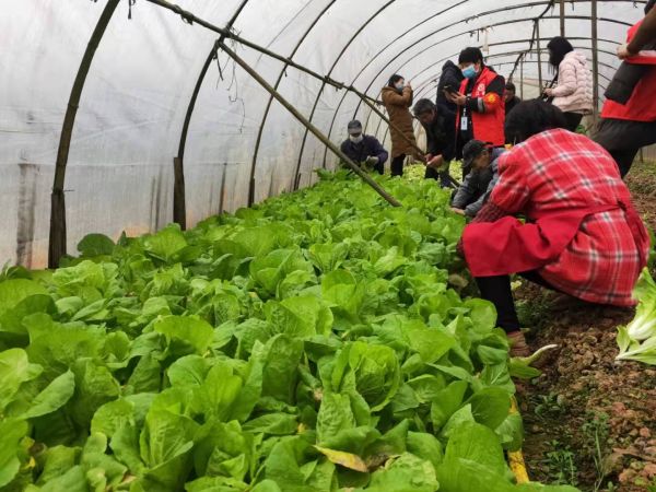 江安县夕佳山镇村民收割自家的蔬菜支援武汉。（宜宾新闻网 勾丽蓉 摄）