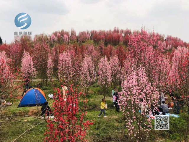 看桃花致富顺板桥收费站关闭，疫情尚未解除，别扎堆！(图3)