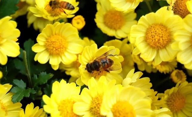 【围观】吃蜂蜜容易患乳腺癌？