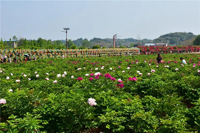 约起！内江城边边的300亩玫瑰花海藏不住了(图3)