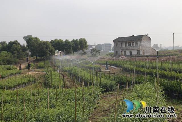 泸县太伏镇王湾村:党建引领夯基固本 "六联六强",绘就善治乡村新画卷