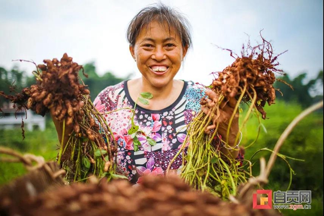 丰收啦!被这组盐都农民的笑脸暖化(图7) 丰收啦!被这组盐都农民的笑脸暖化(图7)