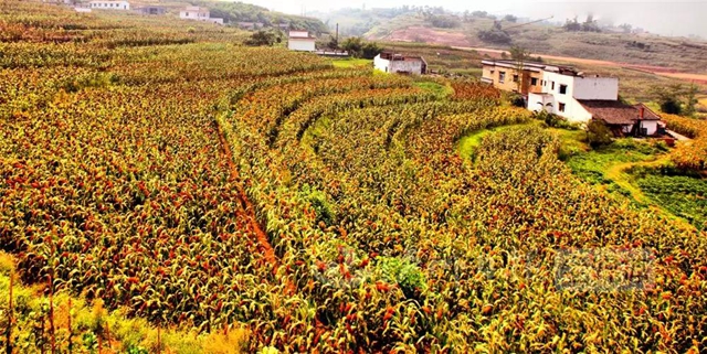 泸酒冲刺“双千亿”(图3)