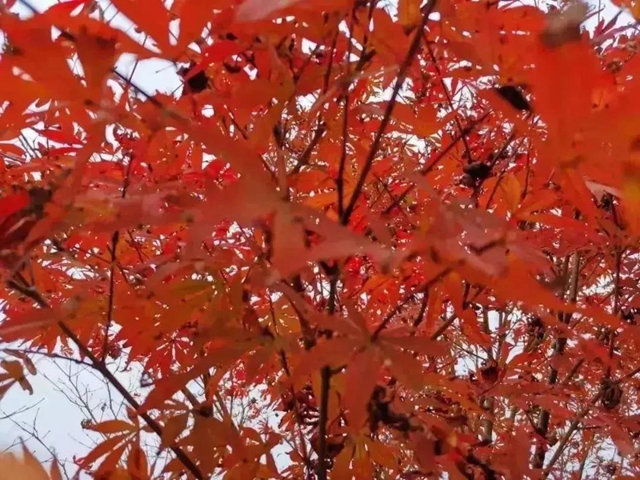 美爆！离内江城区20分钟，有个红叶彩林即将亮相！(图8)
