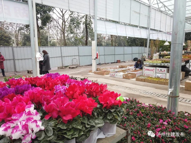 升级回归丨泸州羊大山花卉市场重新开业了(图3)