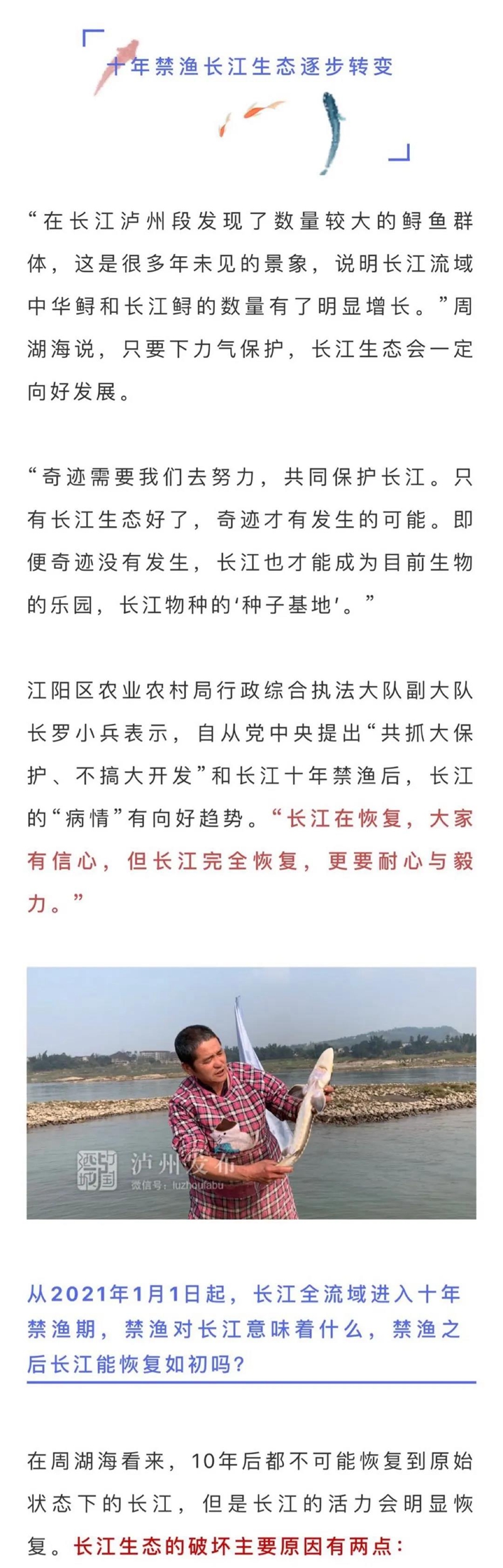 长江生态逐步向好，国家一级保护动物长江鲟、中华鲟在泸州扎堆出现(图4)