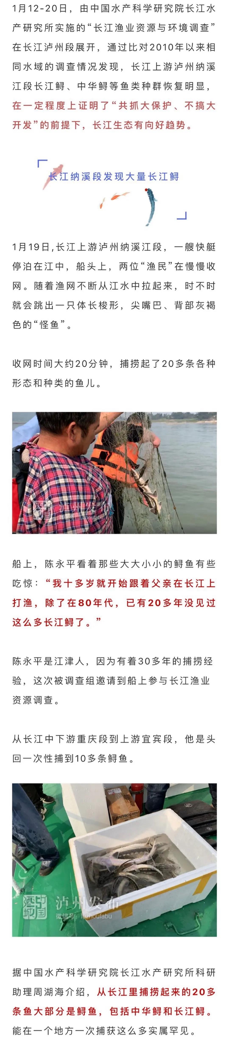 长江生态逐步向好，国家一级保护动物长江鲟、中华鲟在泸州扎堆出现(图2)